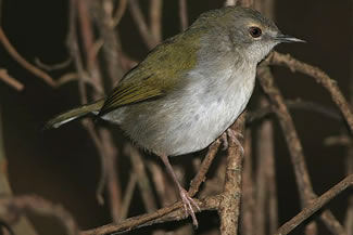 Mekkercamaroptera - Camaroptera brachyura